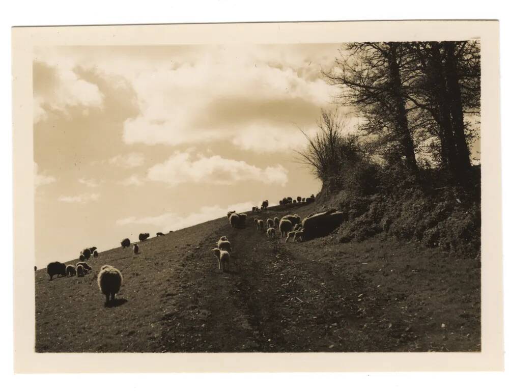 An image from the Dartmoor Trust Archive