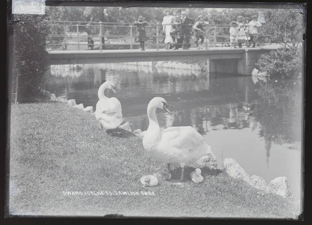 Swans and cygnets, Dawlish