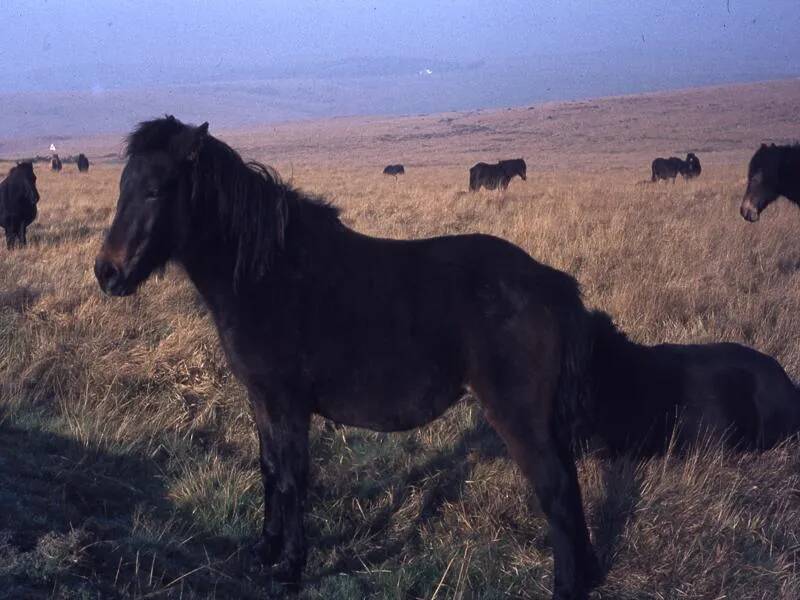 An image from the Dartmoor Trust Archive