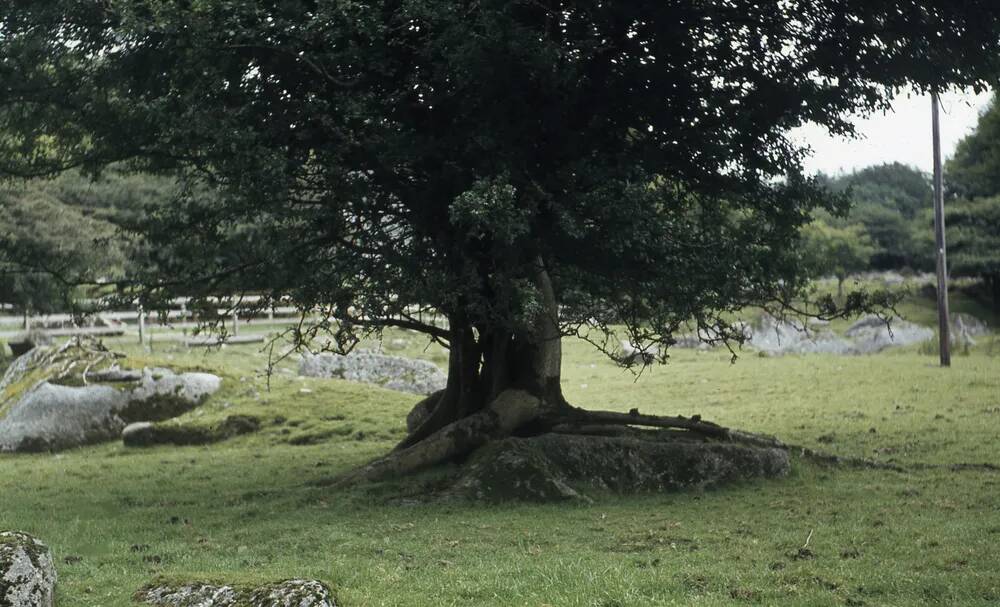 An image from the Dartmoor Trust Archive