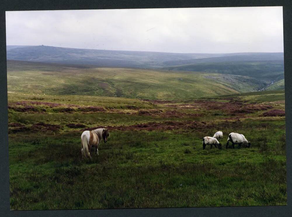 An image from the Dartmoor Trust Archive