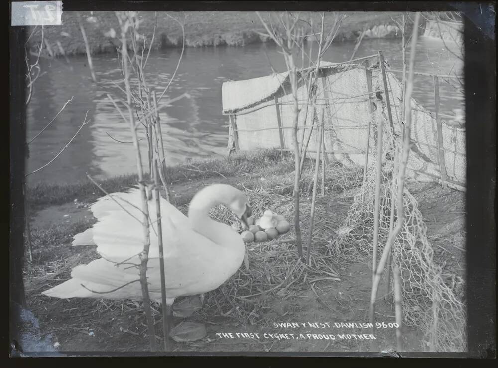 Swan and nest: 'the first cygnet - A proud Mother', Dawlish