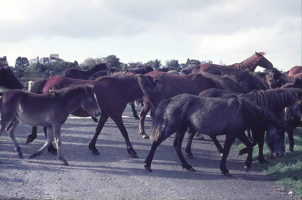 round up ponies