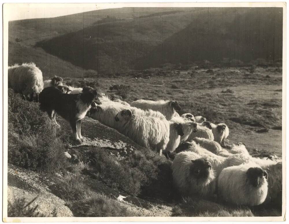 An image from the Dartmoor Trust Archive