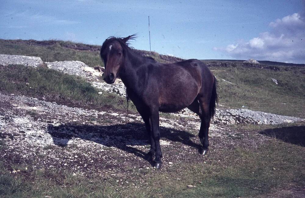 An image from the Dartmoor Trust Archive