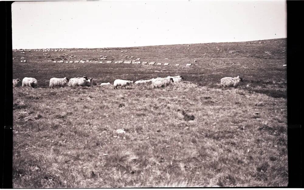 Clearing Sheep From The Ranges, Summer 1941