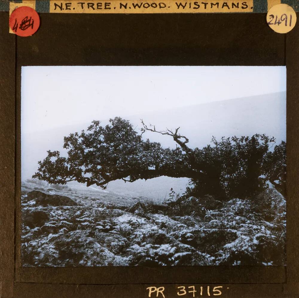 An image from the Dartmoor Trust Archive