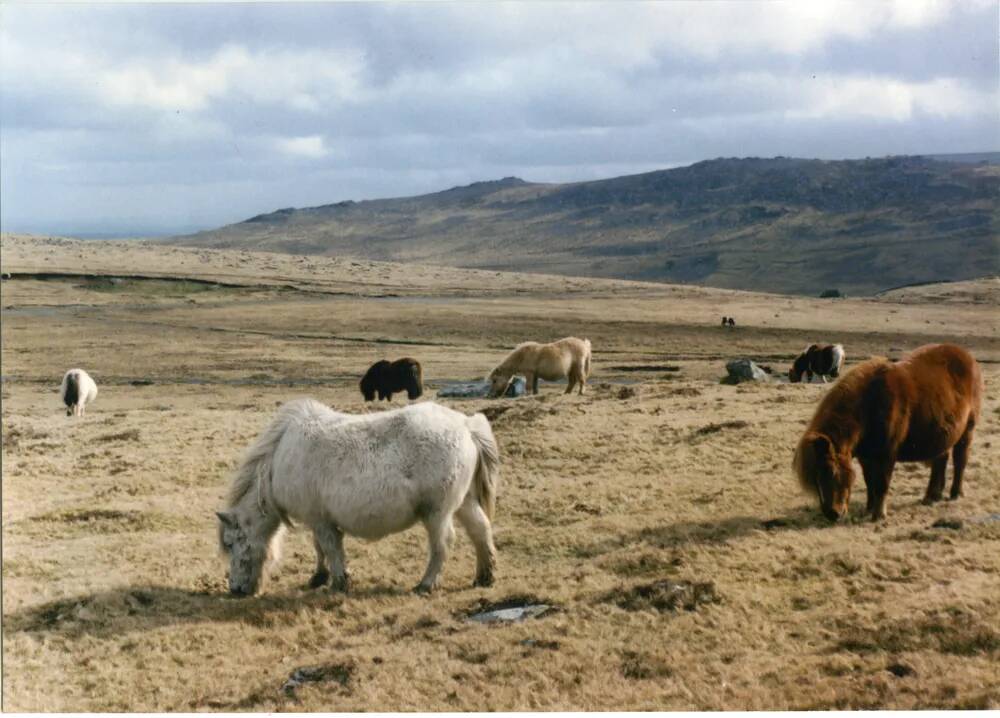 An image from the Dartmoor Trust Archive