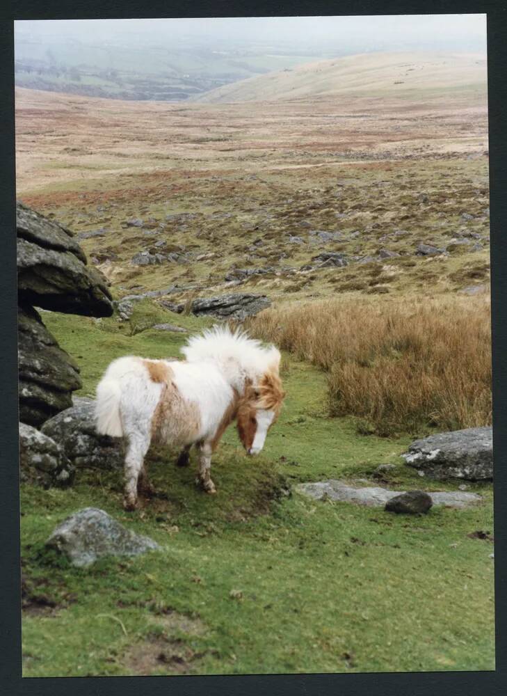 An image from the Dartmoor Trust Archive