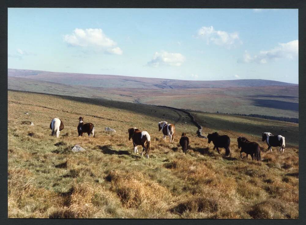 An image from the Dartmoor Trust Archive