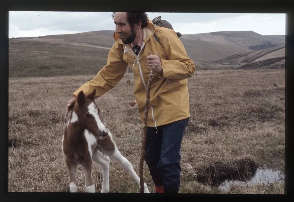 Dartmoor Foal on Stall moor