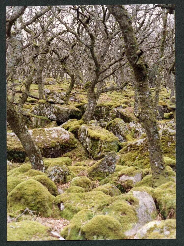 An image from the Dartmoor Trust Archive