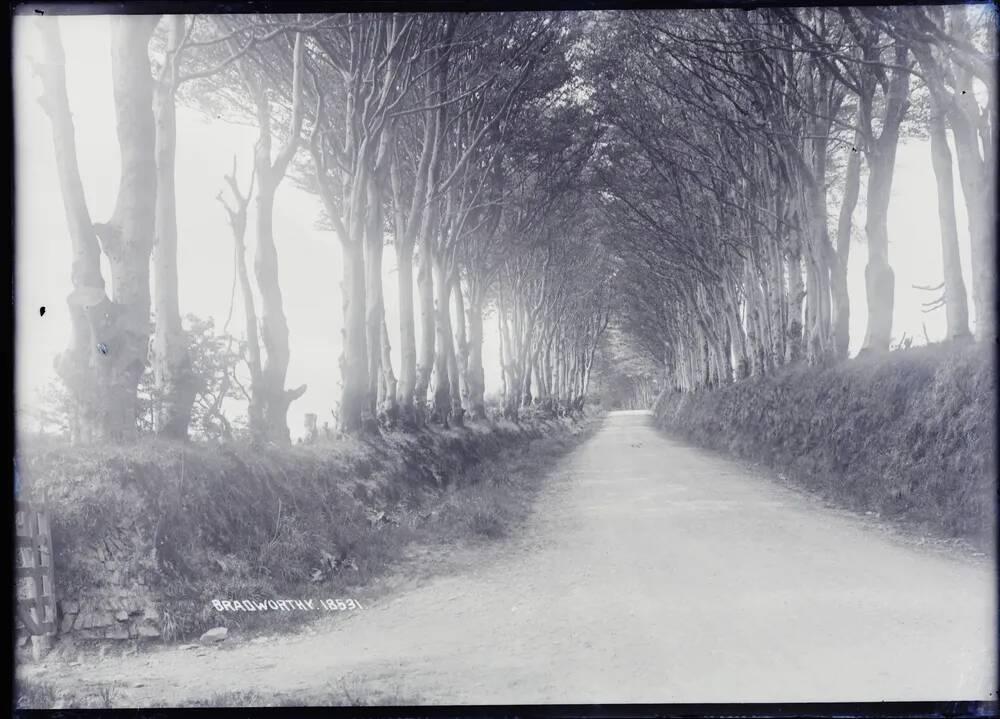 Avenue of trees, Bradworthy