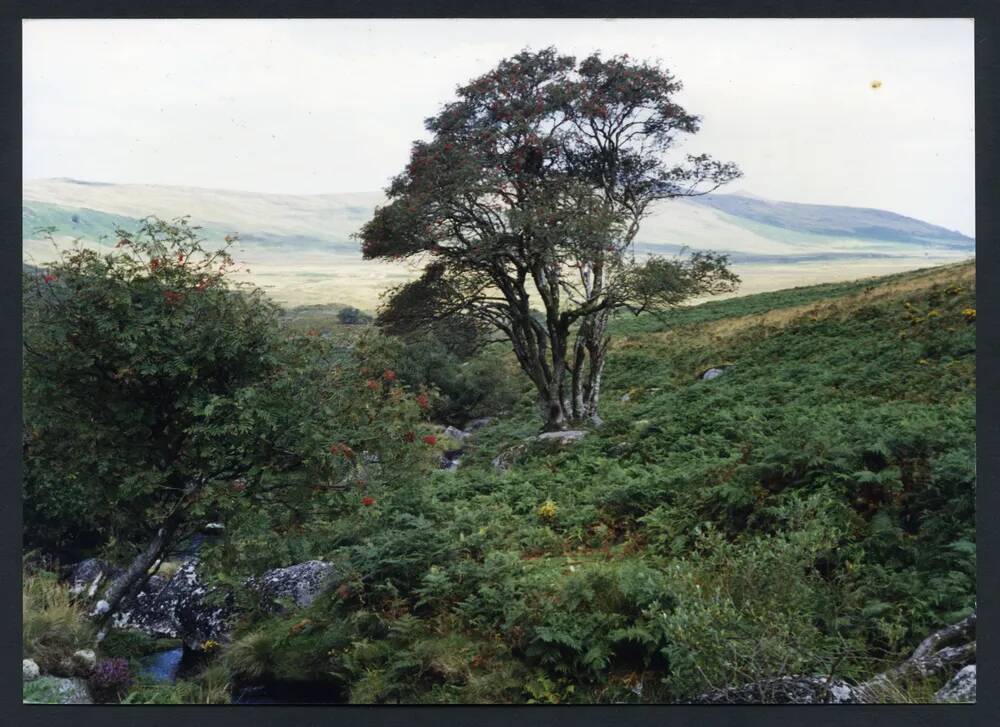 An image from the Dartmoor Trust Archive