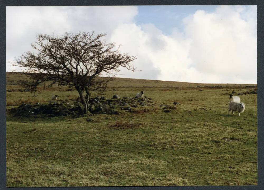 An image from the Dartmoor Trust Archive