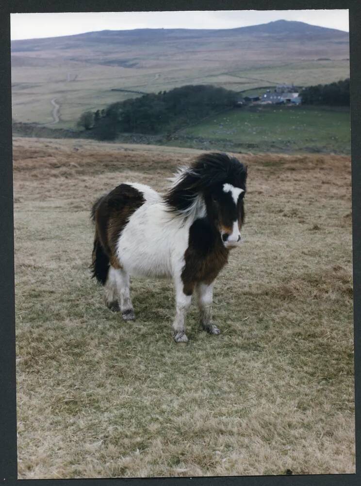 An image from the Dartmoor Trust Archive