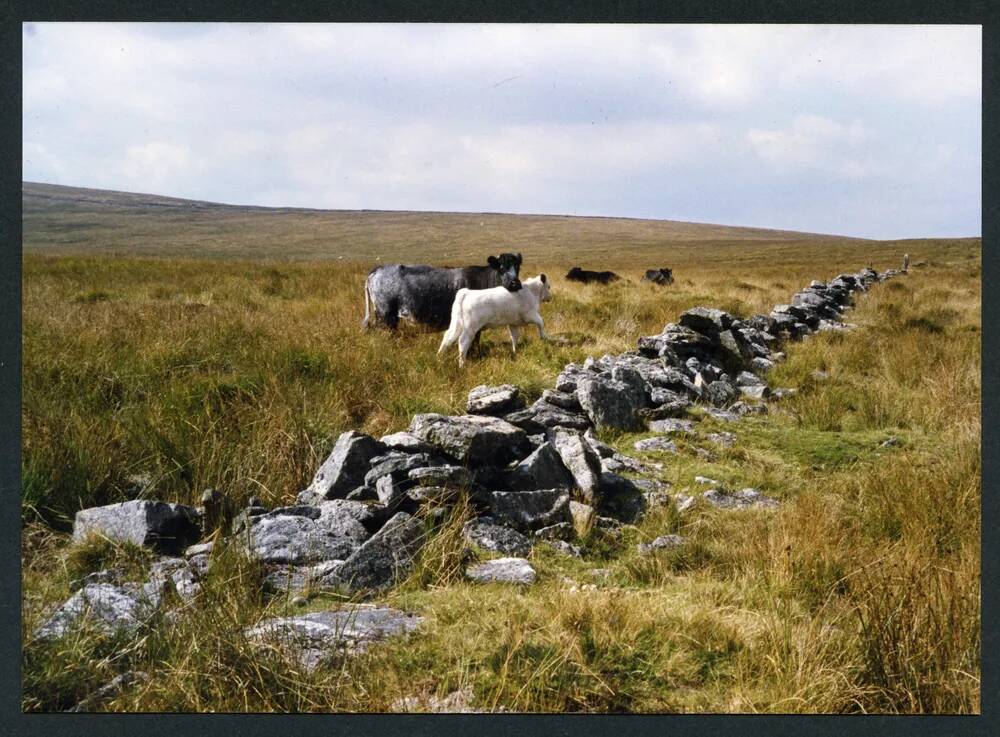 An image from the Dartmoor Trust Archive