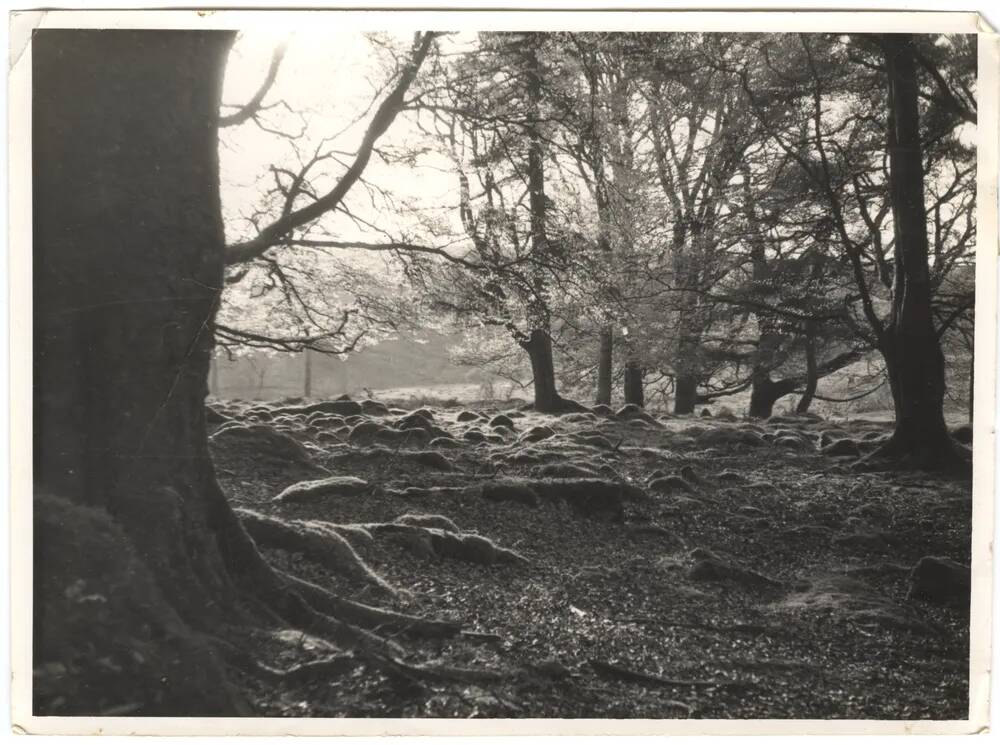 An image from the Dartmoor Trust Archive