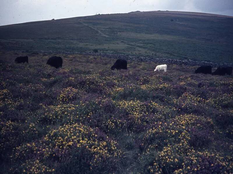 An image from the Dartmoor Trust Archive