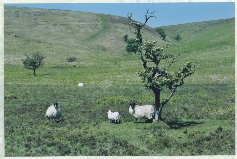 An image from the Dartmoor Trust Archive