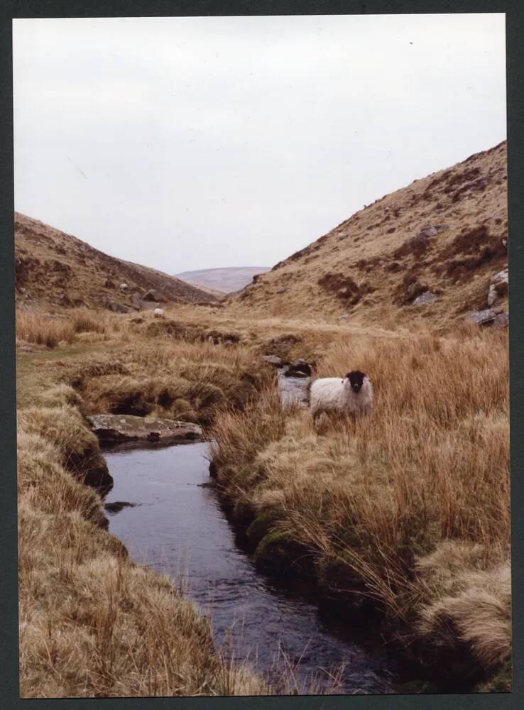 An image from the Dartmoor Trust Archive