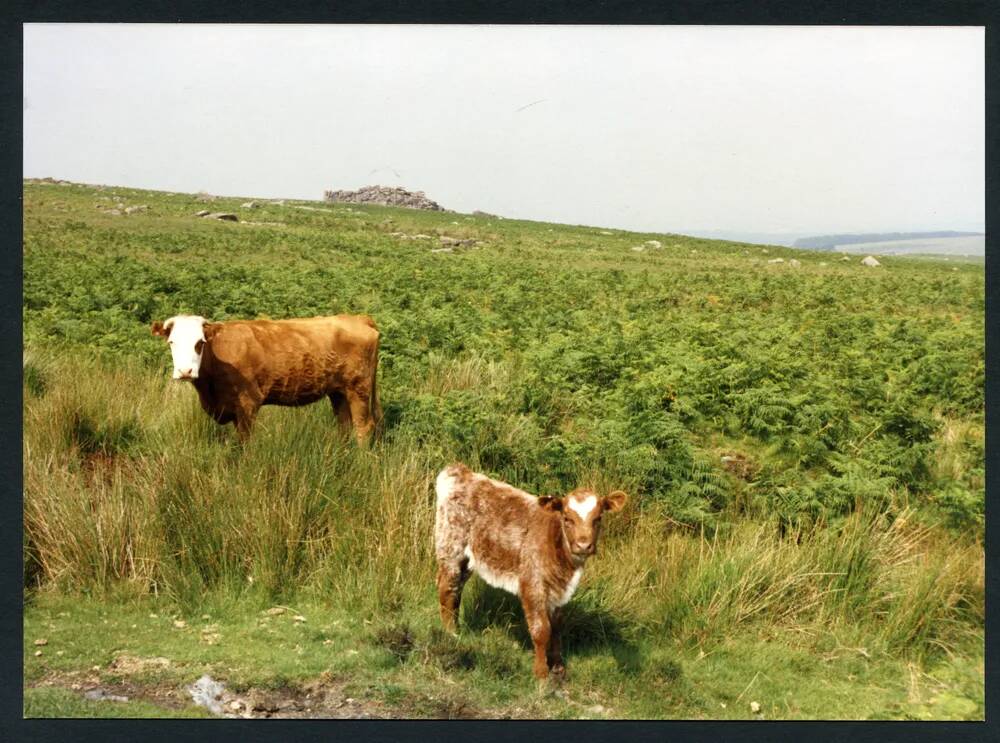 An image from the Dartmoor Trust Archive