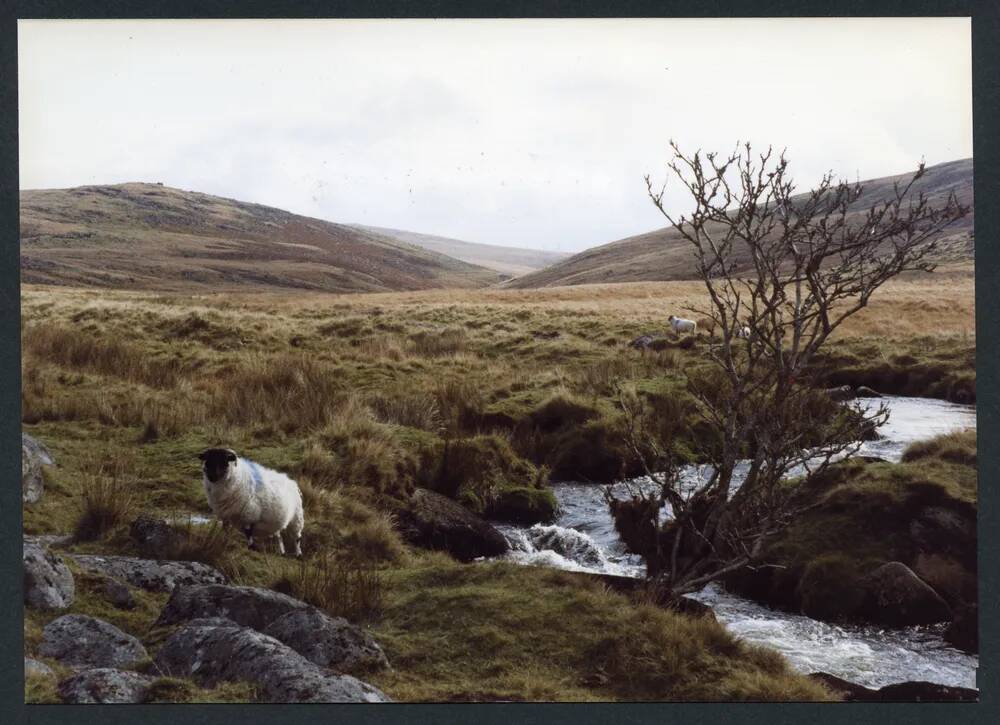 An image from the Dartmoor Trust Archive