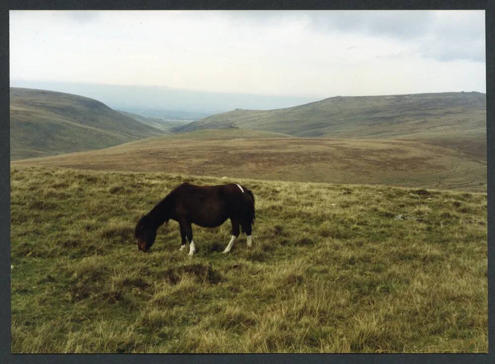 An image from the Dartmoor Trust Archive