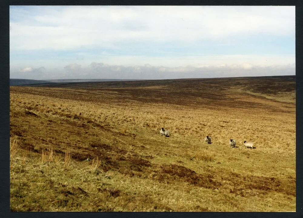 20/10 NE from Lower slopes (Red Brook) of Three Burrows 7/3/1991