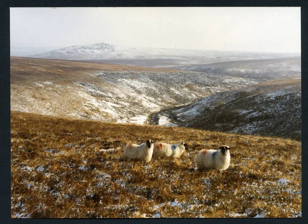 An image from the Dartmoor Trust Archive