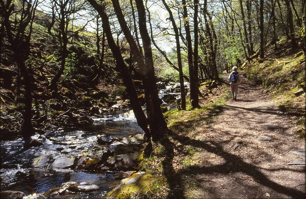 Halstock Wood