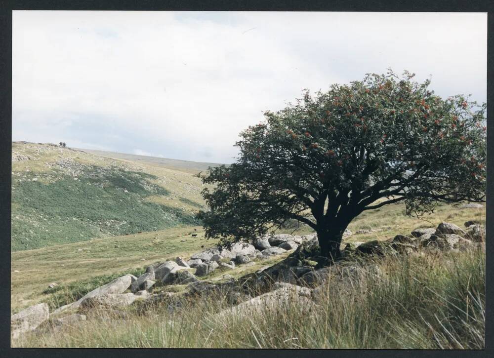 An image from the Dartmoor Trust Archive