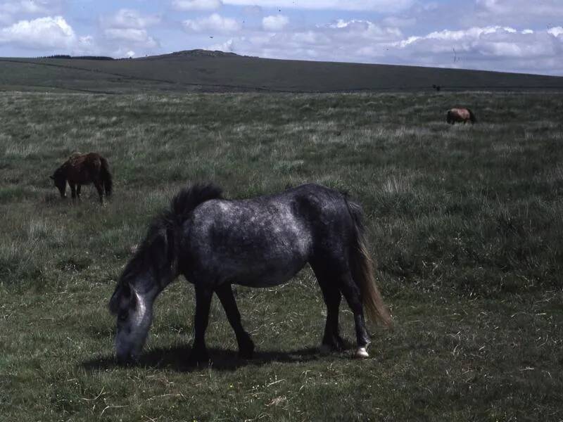 An image from the Dartmoor Trust Archive