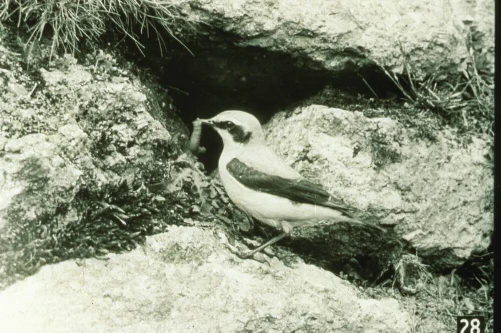 An image from the Dartmoor Trust Archive