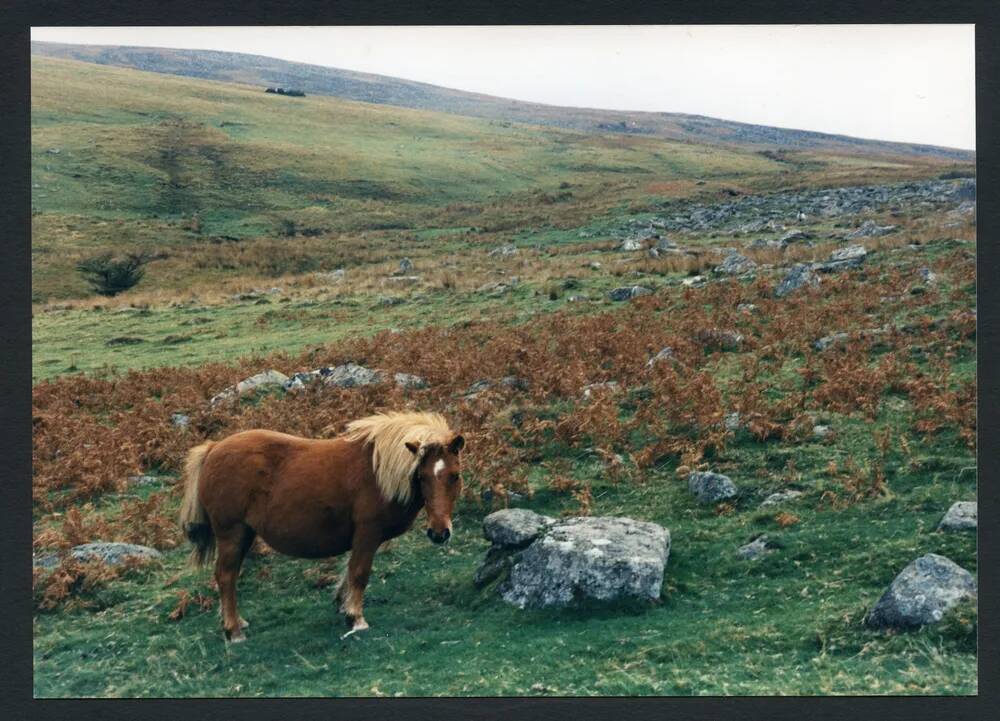 An image from the Dartmoor Trust Archive