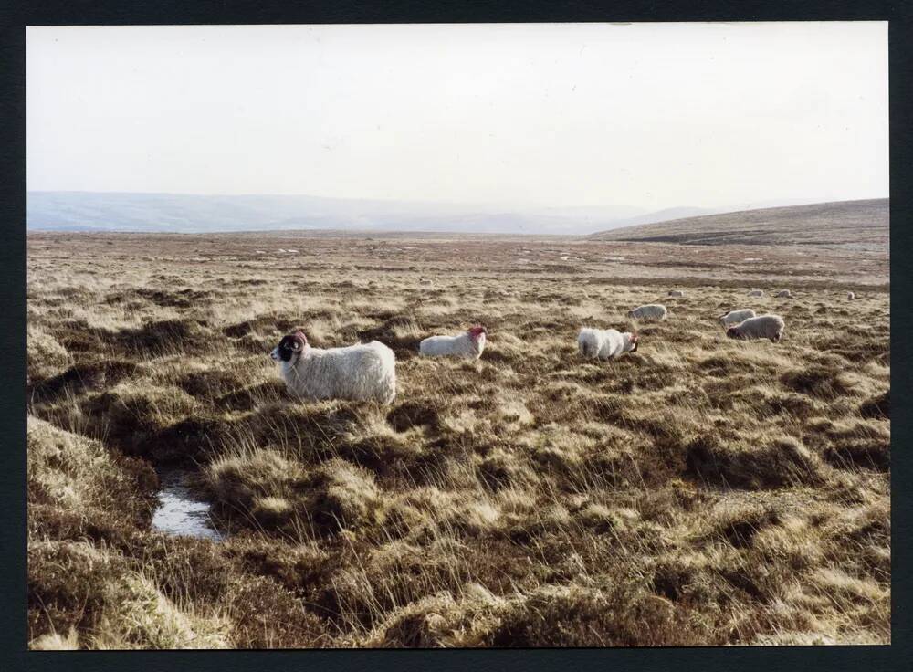 An image from the Dartmoor Trust Archive