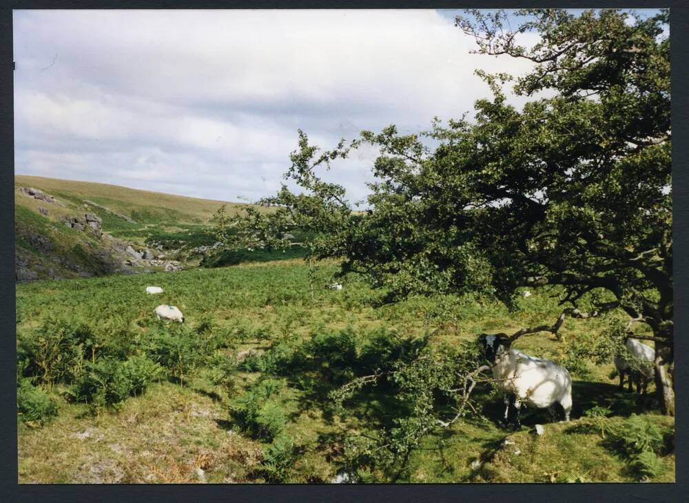 An image from the Dartmoor Trust Archive