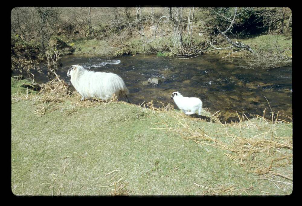 An image from the Dartmoor Trust Archive