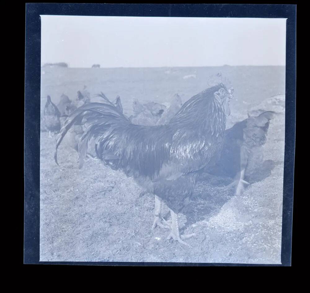 An image from the Dartmoor Trust Archive