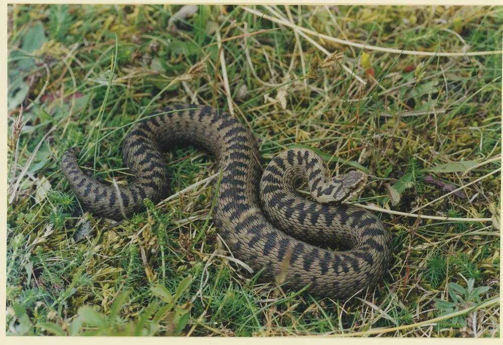 An image from the Dartmoor Trust Archive