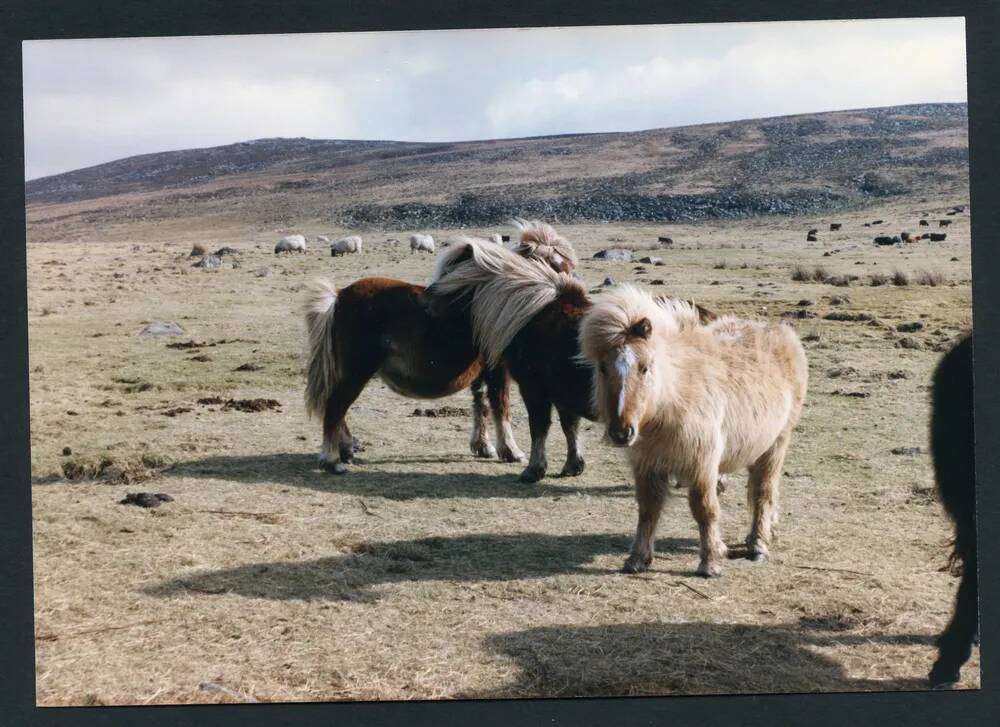 An image from the Dartmoor Trust Archive