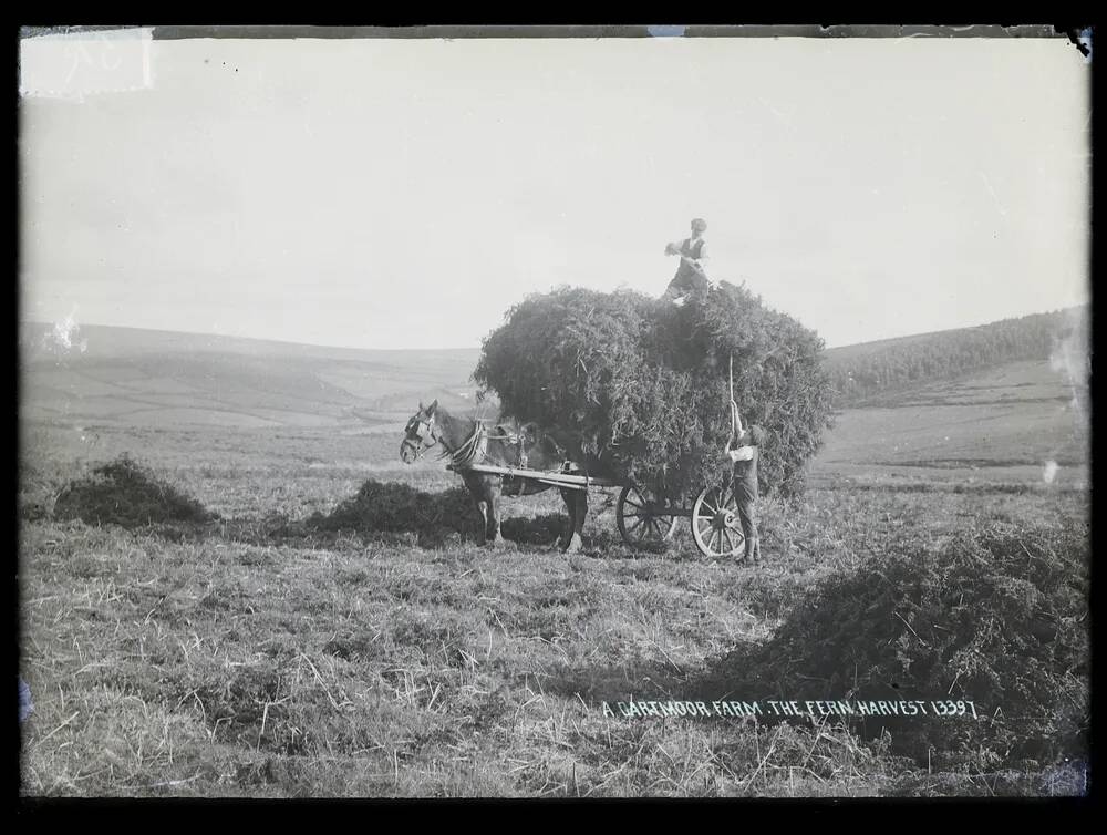 Fern Harvest, Dartmoor Farm, Lydford