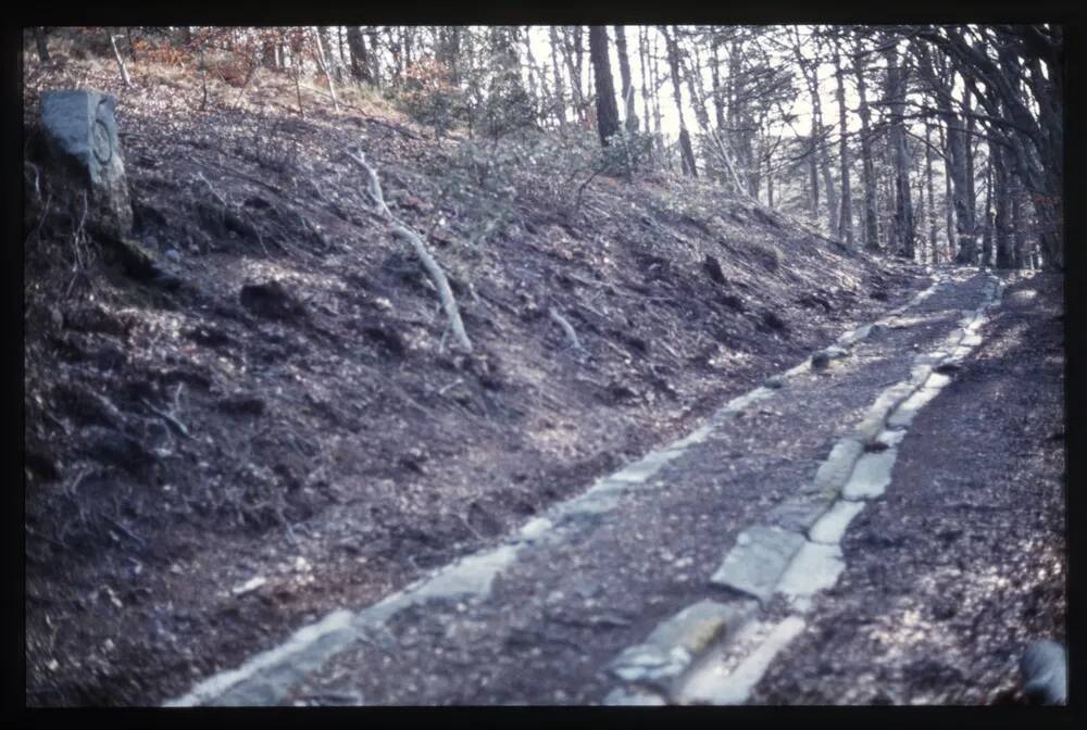 Haytor Tramway - Yarner woods