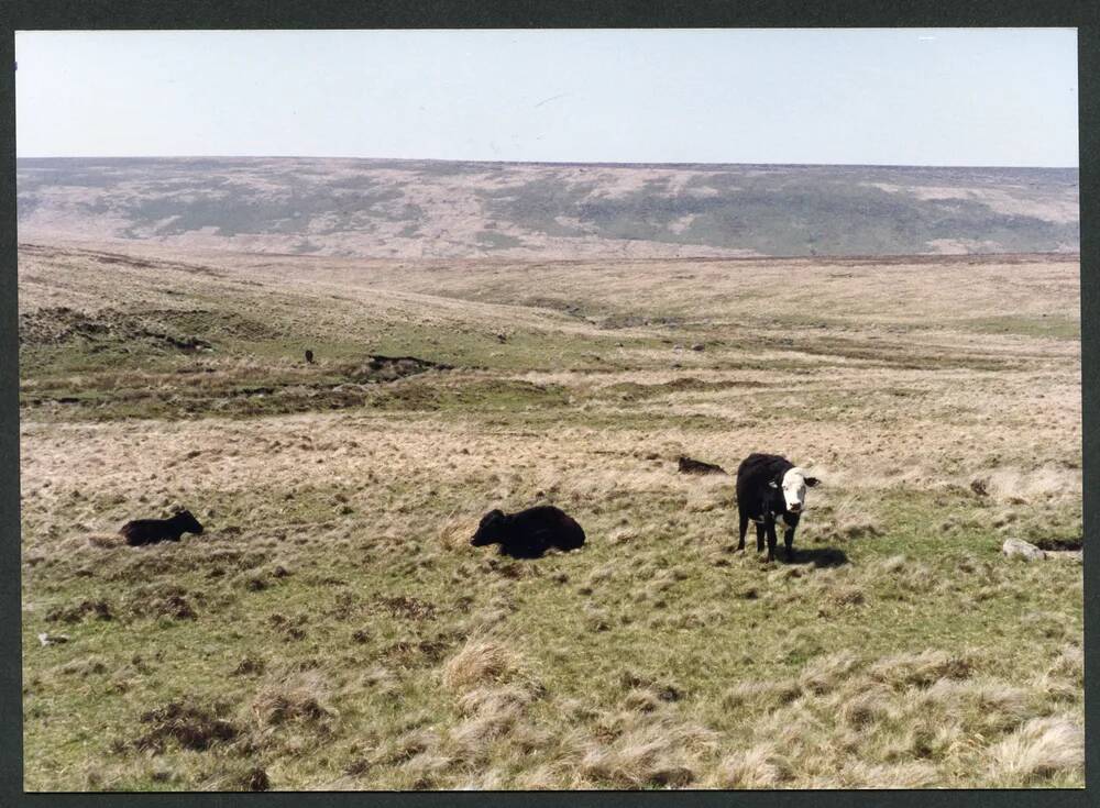 An image from the Dartmoor Trust Archive