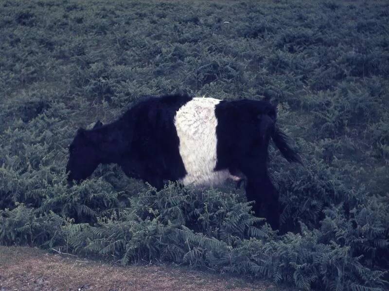 An image from the Dartmoor Trust Archive