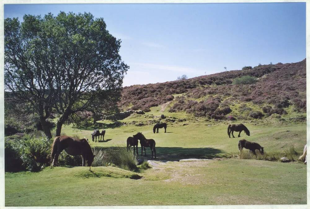 An image from the Dartmoor Trust Archive