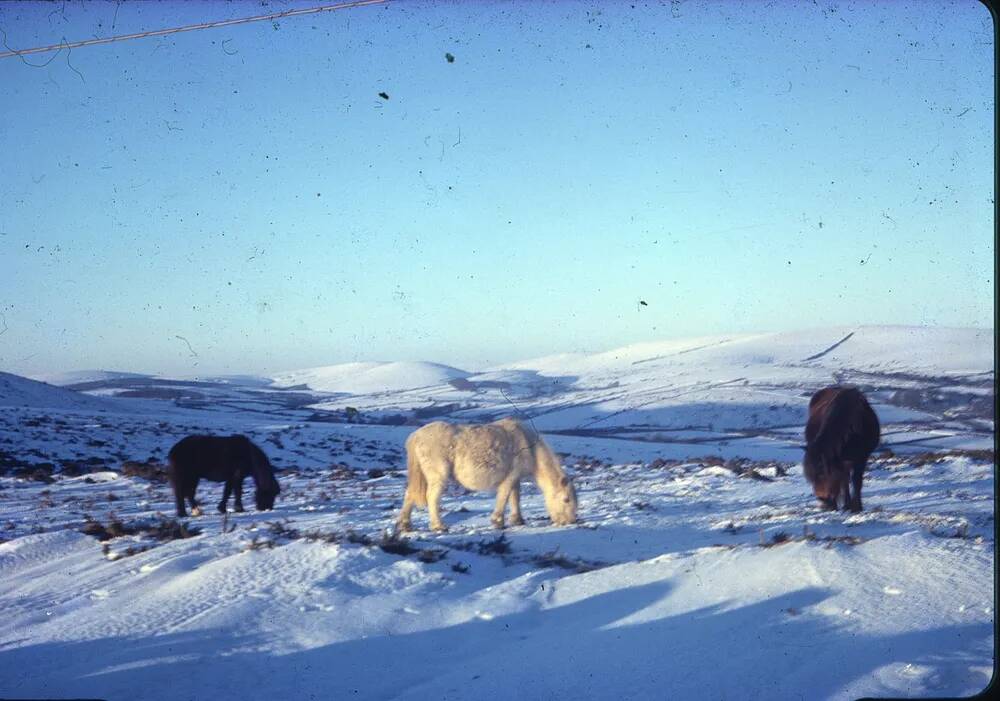 An image from the Dartmoor Trust Archive