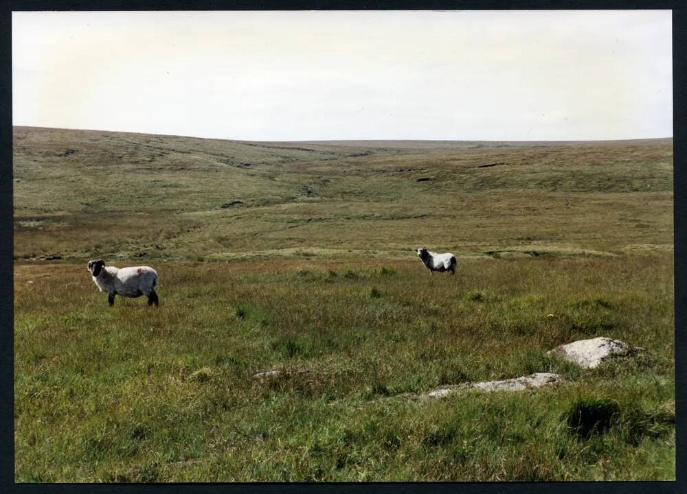 22/58 Cut Hill South and Cut Hill stream 15/9/1991