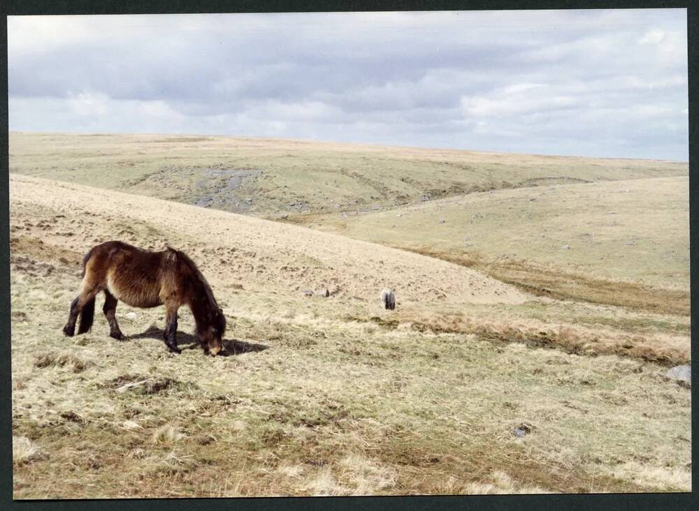 An image from the Dartmoor Trust Archive