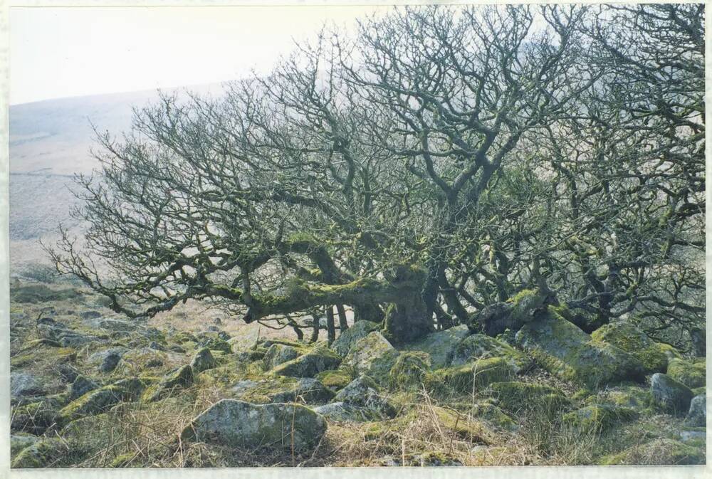 An image from the Dartmoor Trust Archive